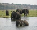 Skupina slonů v rybníku v savaně