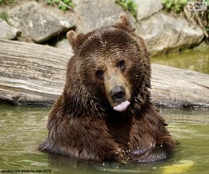 Puzle Velký medvěd ve vodě