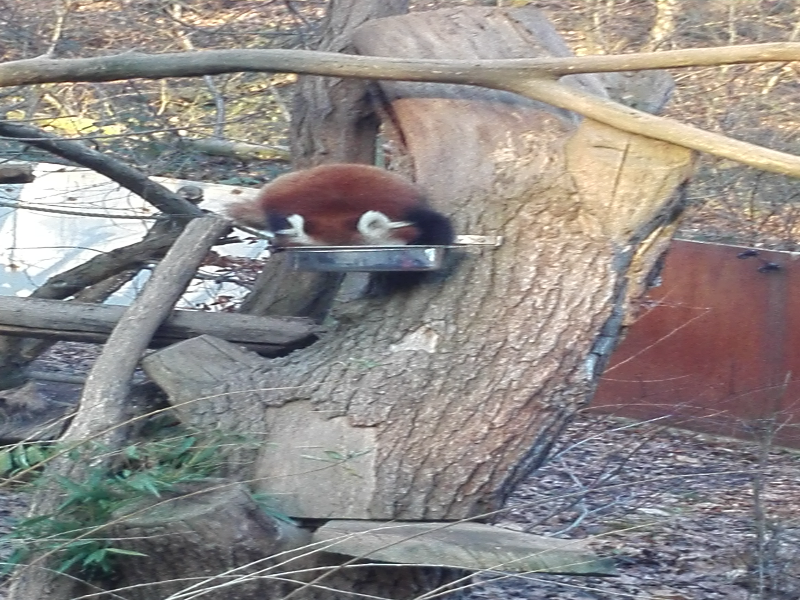 red panda puzzle